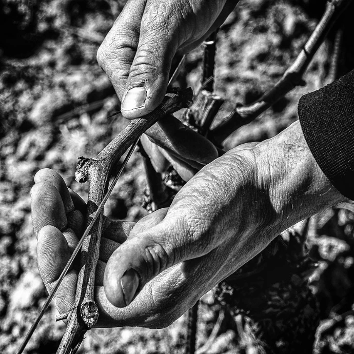 Vigna legatura